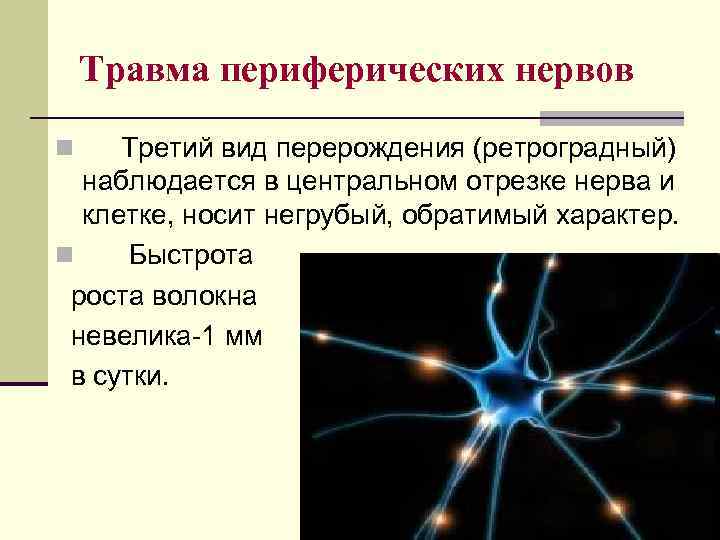 Травма периферических нервов Третий вид перерождения (ретроградный) наблюдается в центральном отрезке нерва и клетке,