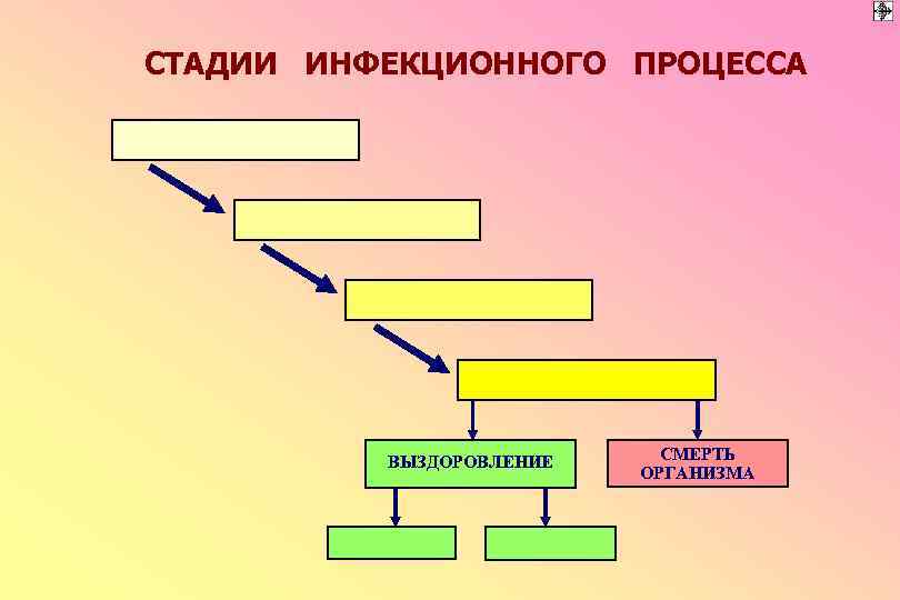 СТАДИИ ИНФЕКЦИОННОГО ПРОЦЕССА ВЫЗДОРОВЛЕНИЕ СМЕРТЬ ОРГАНИЗМА 
