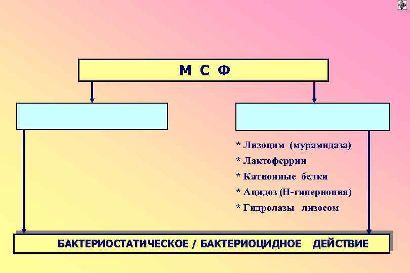 М С Ф * Лизоцим (мурамидаза) * Лактоферрин * Катионные белки * Ацидоз (Н-гипериония)