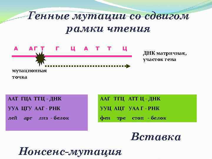  Генные мутации со сдвигом рамки чтения А АГ Т Г Ц А Т