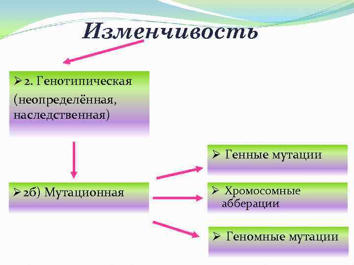  Изменчивость Ø 2. Генотипическая (неопределённая, наследственная) Ø Генные мутации Ø 2 б) Мутационная