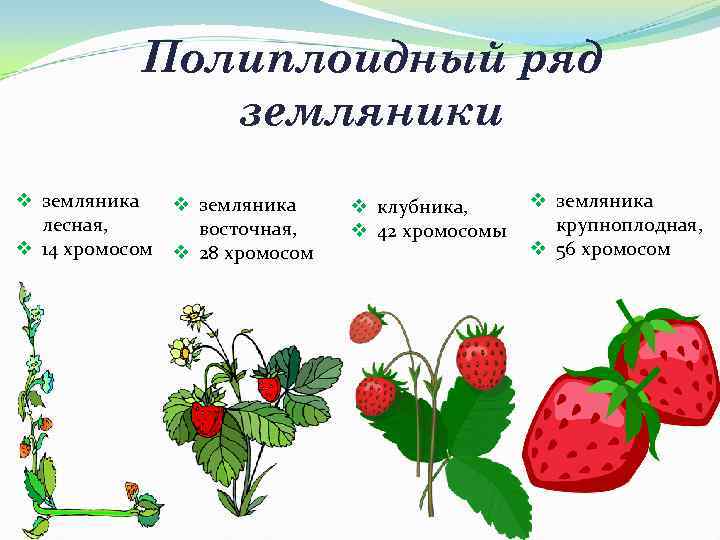  Полиплоидный ряд земляники v земляника v клубника, v земляника лесная, восточная, v 42