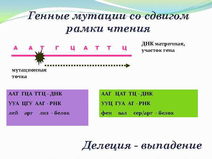 Генные мутации со сдвигом рамки чтения А А Т Г Ц А Т Т