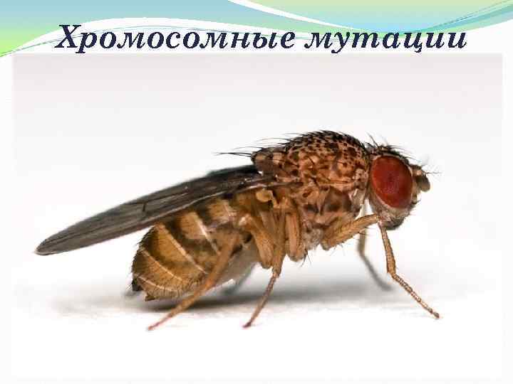 Хромосомные мутации - изменение структуры хромосом. (лат. duplicatio — удвоение) — удвоение (повтор) участка