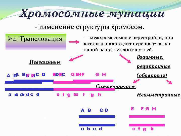 Хромосомные мутации - изменение структуры хромосом. Ø 4. Транслокация — межхромосомные перестройки, при которых