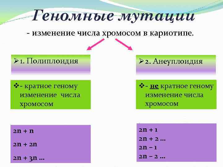 Геномные мутации - изменение числа хромосом в кариотипе. Ø 1. Полиплоидия Ø 2. Анеуплоидия