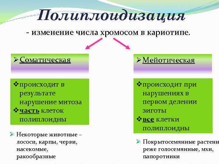 Полиплоидизация - изменение числа хромосом в кариотипе. Ø Соматическая Ø Мейотическая vпроисходит в результате