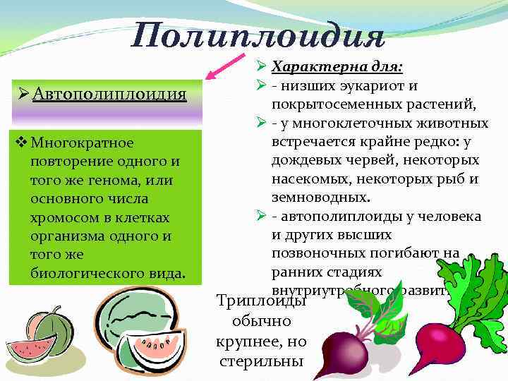 Полиплоидия Ø Автополиплоидия v Многократное повторение одного и того же генома, или основного числа