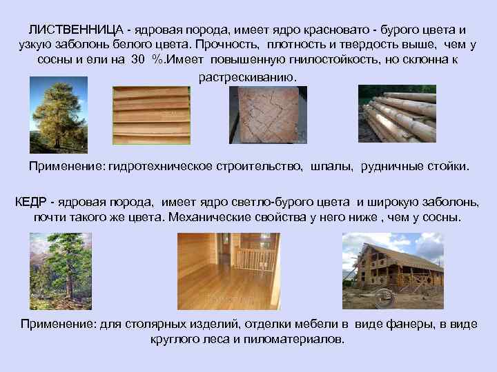 ЛИСТВЕННИЦА - ядровая порода, имеет ядро красновато - бурого цвета и узкую заболонь белого