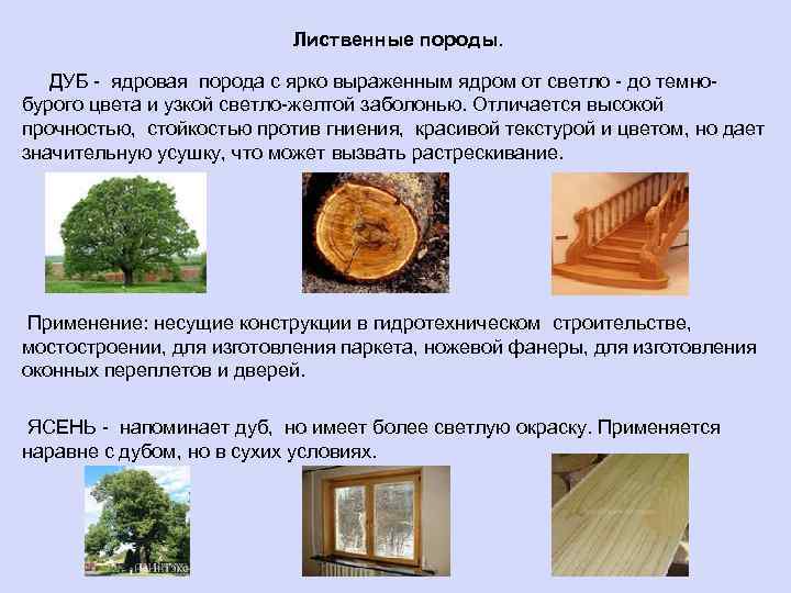 Лиственные породы. ДУБ - ядровая порода с ярко выраженным ядром от светло - до