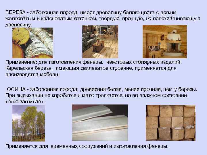 БЕРЕЗА - заболонная порода, имеет древесину белого цвета с легким желтоватым и красноватым оттенком,