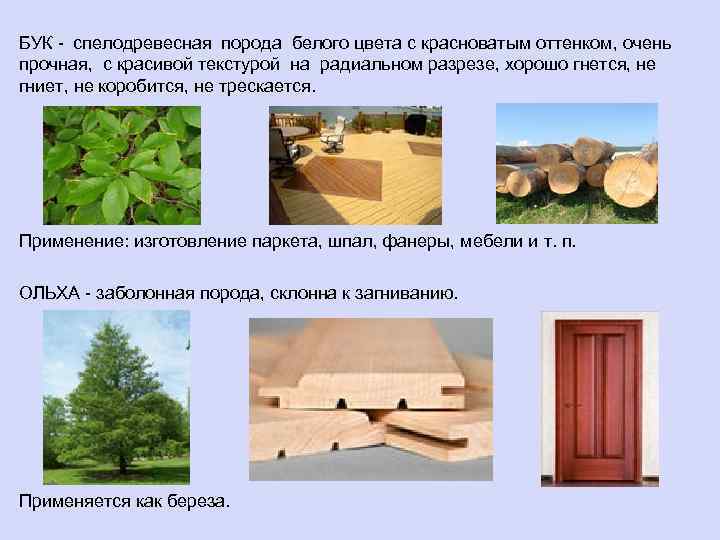БУК - спелодревесная порода белого цвета с красноватым оттенком, очень прочная, с красивой текстурой