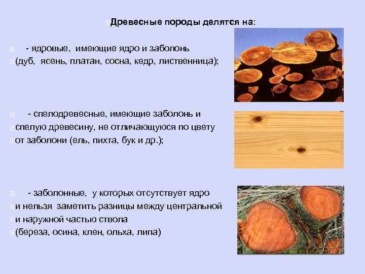  Древесные породы делятся на: - ядровые, имеющие ядро и заболонь (дуб, ясень, платан,