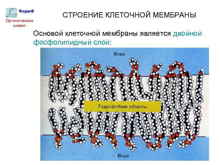Фарм. Ф Органическая химия СТРОЕНИЕ КЛЕТОЧНОЙ МЕМБРАНЫ Основой клеточной мембраны является двойной фосфолипидный слой:
