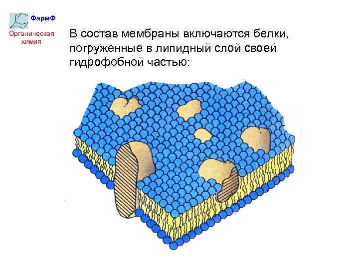 Фарм. Ф Органическая химия В состав мембраны включаются белки, погруженные в липидный слой своей