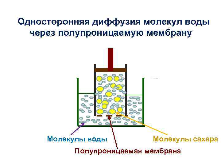 Односторонняя диффузия молекул воды через полупроницаемую мембрану Молекулы воды Молекулы сахара Полупроницаемая мембрана 