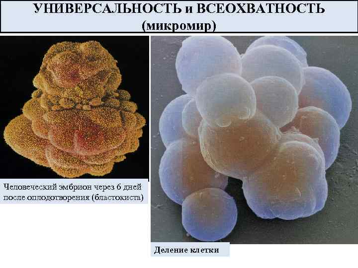 УНИВЕРСАЛЬНОСТЬ и ВСЕОХВАТНОСТЬ (микромир) Человеческий эмбрион через 6 дней после оплодотворения (бластокиста) Деление клетки