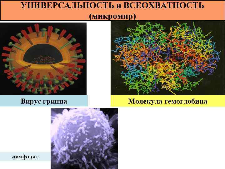 УНИВЕРСАЛЬНОСТЬ и ВСЕОХВАТНОСТЬ (микромир) Вирус гриппа лимфоцит Молекула гемоглобина 