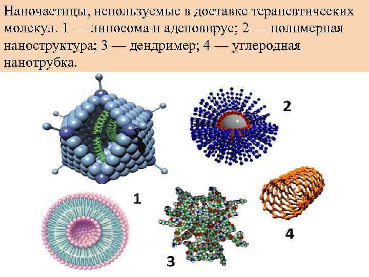 Наночастицы, используемые в доставке терапевтических молекул. 1 — липосома и аденовирус; 2 — полимерная