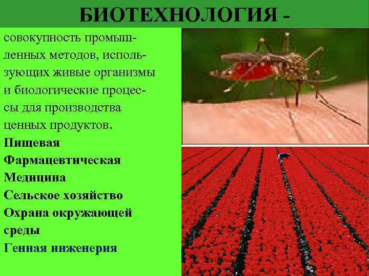 БИОТЕХНОЛОГИЯ совокупность промышленных методов, использующих живые организмы и биологические процессы для производства ценных продуктов.