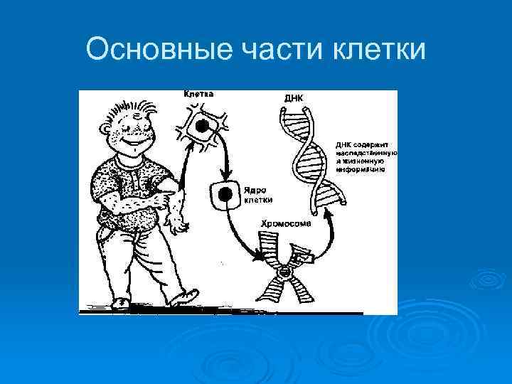 Основные части клетки 