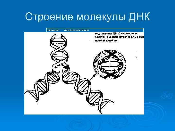 Днк структура молекулы схема