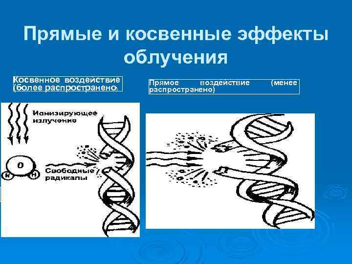 Прямые и косвенные эффекты облучения Косвенное воздействие (более распространено) Молекула воды Прямое воздействие распространено)