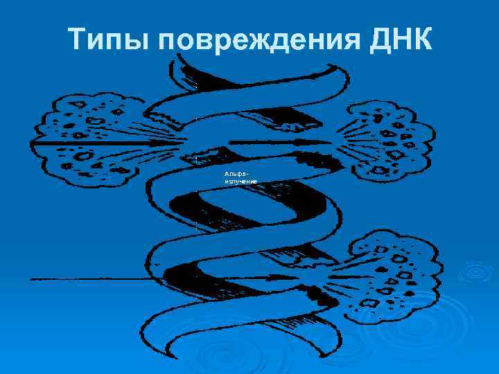 Типы повреждения ДНК Альфаизлучение 