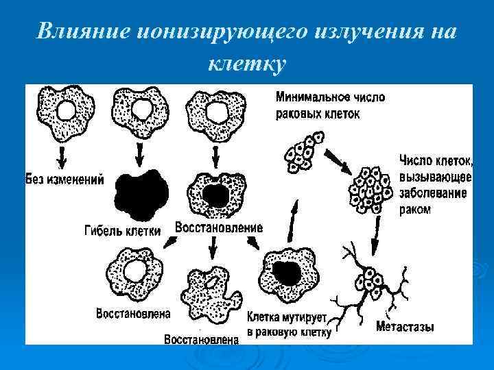 Влияние ионизирующего излучения на клетку 