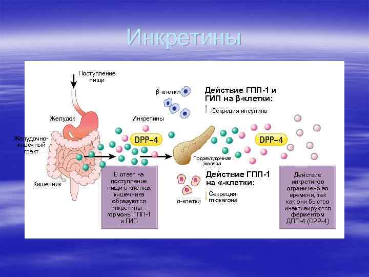 Инкретины Поступление пищи Действие ГПП-1 и ГИП на β-клетки: β-клетки Секреция инсулина Желудок Инкретины