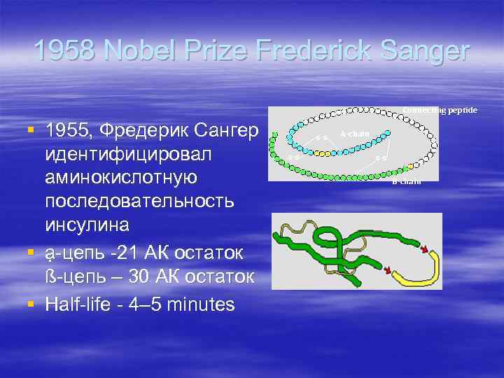 1958 Nobel Prize Frederick Sanger Connecting peptide § 1955, Фредерик Сангер идентифицировал аминокислотную последовательность