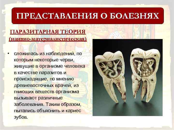 ПРЕДСТАВЛЕНИЯ О БОЛЕЗНЯХ ПАРАЗИТАРНАЯ ТЕОРИЯ (наивно-материалистическая) • сложилась из наблюдений, по которым некоторые черви,