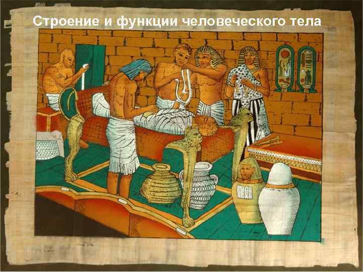 Строение и функции человеческого тела 