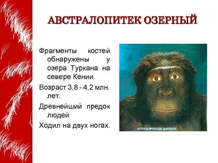 АВСТРАЛОПИТЕК ОЗЕРНЫЙ Фрагменты костей обнаружены у озера Туркана на севере Кении. Возраст 3, 8