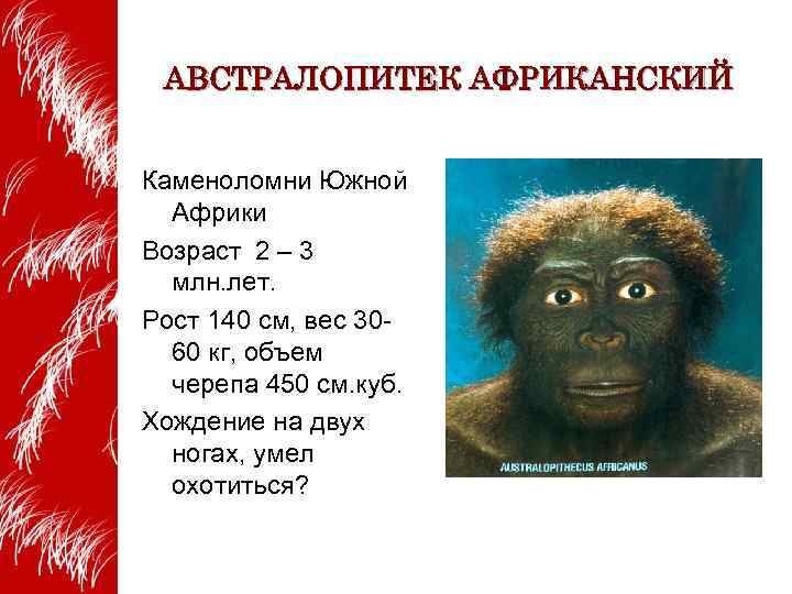 АВСТРАЛОПИТЕК АФРИКАНСКИЙ Каменоломни Южной Африки Возраст 2 – 3 млн. лет. Рост 140 см,