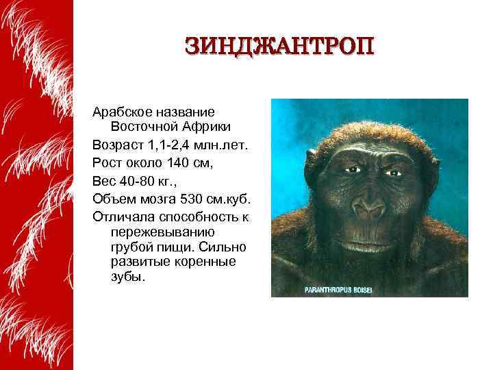 ЗИНДЖАНТРОП Арабское название Восточной Африки Возраст 1, 1 -2, 4 млн. лет. Рост около