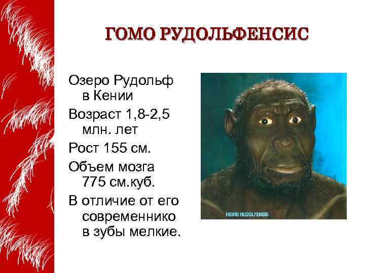 ГОМО РУДОЛЬФЕНСИС Озеро Рудольф в Кении Возраст 1, 8 -2, 5 млн. лет Рост