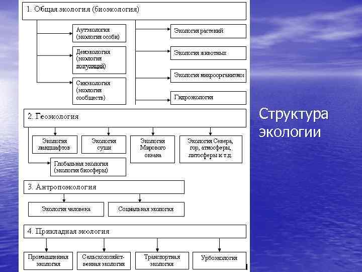 Структура экологии 