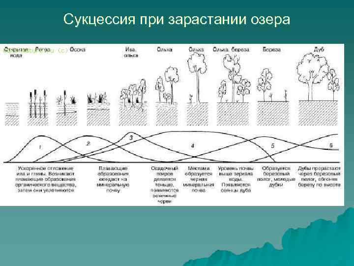 Сукцессия при зарастании озера 