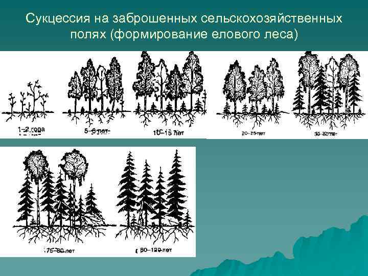 Сукцессия на заброшенных сельскохозяйственных полях (формирование елового леса) 