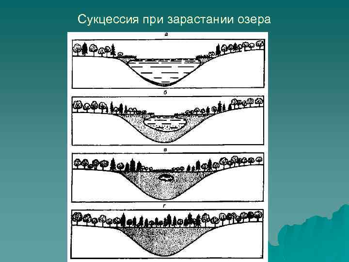 Сукцессия при зарастании озера 