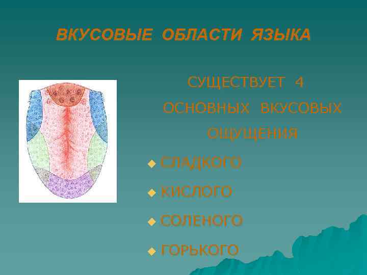 ВКУСОВЫЕ ОБЛАСТИ ЯЗЫКА СУЩЕСТВУЕТ 4 ОСНОВНЫХ ВКУСОВЫХ ОЩУЩЕНИЯ u СЛАДКОГО u КИСЛОГО u СОЛЕНОГО