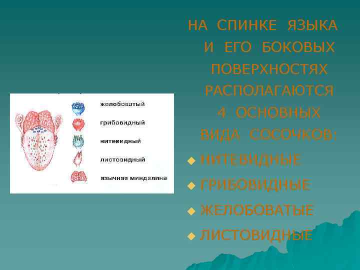 НА СПИНКЕ ЯЗЫКА И ЕГО БОКОВЫХ ПОВЕРХНОСТЯХ РАСПОЛАГАЮТСЯ 4 ОСНОВНЫХ ВИДА СОСОЧКОВ: u НИТЕВИДНЫЕ