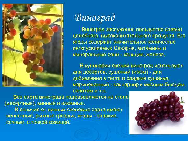 Виноград Виноград заслуженно пользуется славой целебного, высокопитательного продукта. Его ягоды содержат значительное количество легкоусвояемых