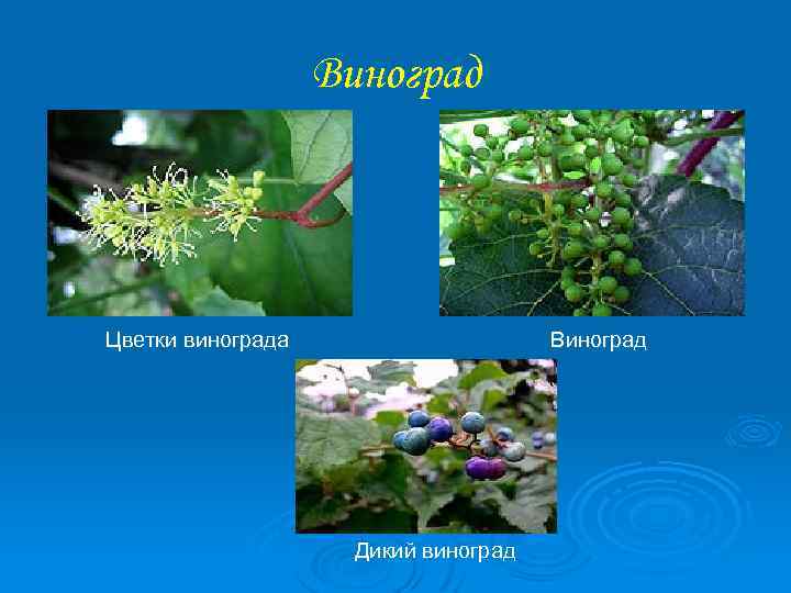 Виноград Цветки винограда Виноград Дикий виноград 