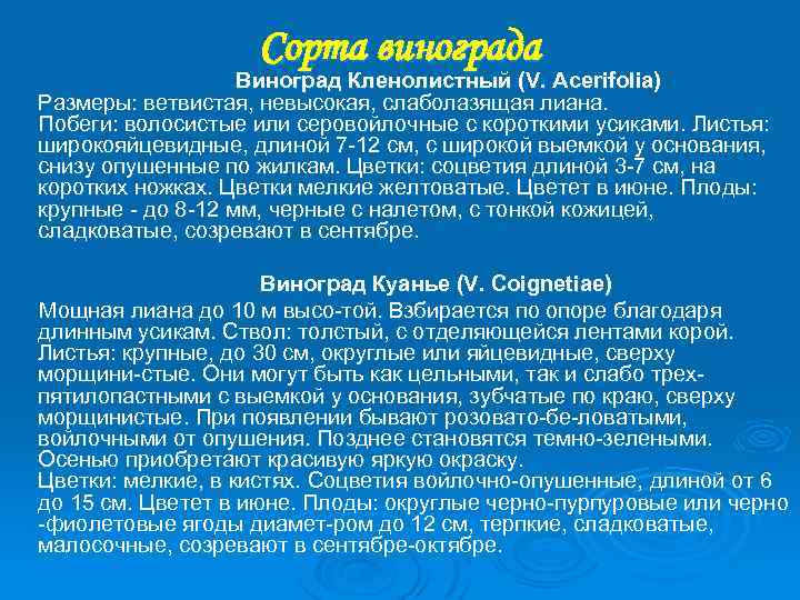 Сорта винограда Виноград Кленолистный (V. Acerifolia) Размеры: ветвистая, невысокая, слаболазящая лиана. Побеги: волосистые или