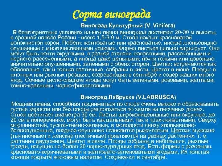 Сорта винограда Виноград Культурный (V. Vinifera) В благоприятных условиях на юге лиана винограда достигает
