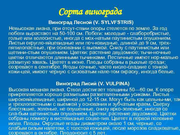 Сорта винограда Виноград Лесной (V. SYLVFSTRIS) Невысокая лиана, при отсут ствии опоры стелется по