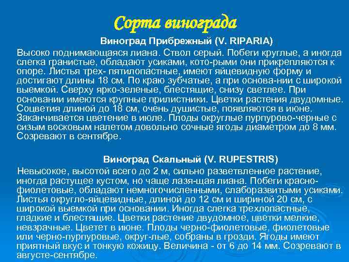 Сорта винограда Виноград Прибрежный (V. RIPARIA) Высоко поднимающаяся лиана. Ствол серый. Побеги круглые, а
