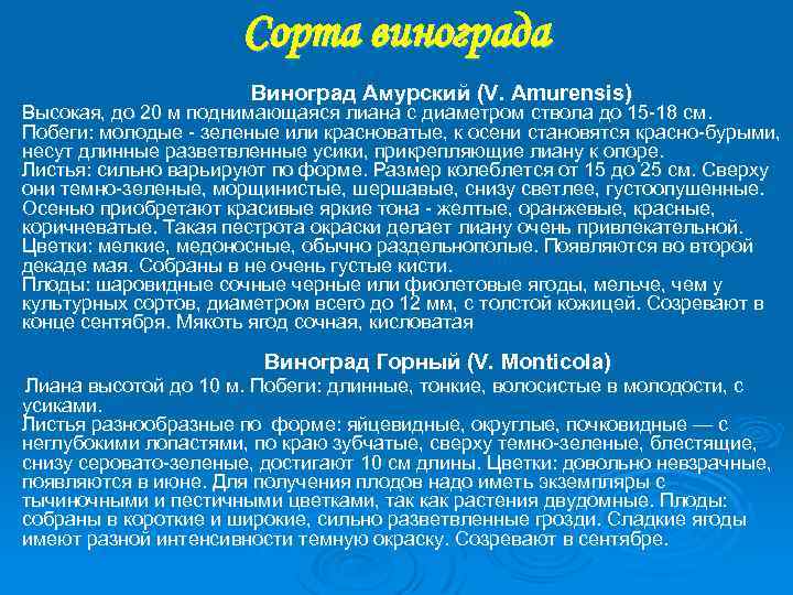 Сорта винограда Виноград Амурский (V. Amurensis) Высокая, до 20 м поднимающаяся лиана с диаметром
